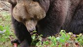 L'orso "Papillon" ancora in fuga
