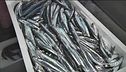 Domani scatta il fermo pesca