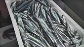 Domani scatta il fermo pesca