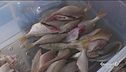 Pesce freschissimo, cucinato direttamente in barca
