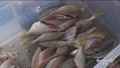 Pesce freschissimo, cucinato direttamente in barca