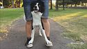 Una cagnolina fuori dal comune