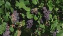 Cade il primo grappolo: è vendemmia