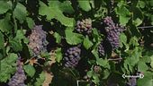 Cade il primo grappolo: è vendemmia