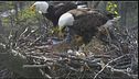 Trump sfida gli animalisti