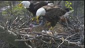 Trump sfida gli animalisti