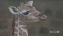 Giraffe a rischio estinzione