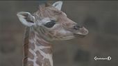 Giraffe a rischio estinzione