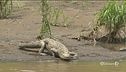Attenti al caimano in fuga