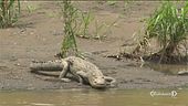 Attenti al caimano in fuga