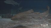 L'acquario di Genova, primato italiano