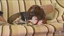 Un cane ti allunga la vita