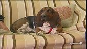 Un cane ti allunga la vita