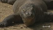 Chiude l'isola del drago di Komodo