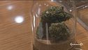 Cannabis light, nessuna chiusura