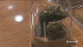 Cannabis light, nessuna chiusura