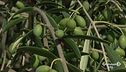 L'oro verde di Puglia