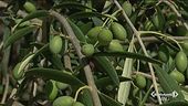 L'oro verde di Puglia