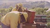 Dimezzata la produzione di miele