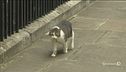 Cat-exit a Downing Street?