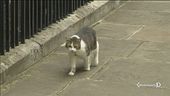 Cat-exit a Downing Street?
