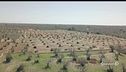 Xylella, oltre il danno la colpa