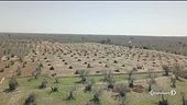 Xylella, oltre il danno la colpa