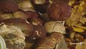 Funghi, stagione da record