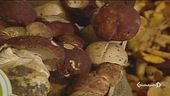 Funghi, stagione da record