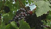 La vendemmia