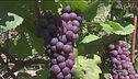 I vini del Trentino