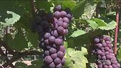 I vini del Trentino