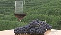 Il Barolo