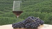 Il Barolo