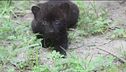 Un nome per i cuccioli di pantera