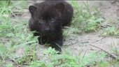 Un nome per i cuccioli di pantera