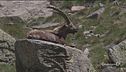 Il Parco del Gran Paradiso