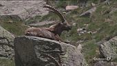 Il Parco del Gran Paradiso