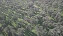 La xylella avanza verso nord
