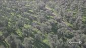 La xylella avanza verso nord