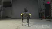 E' arrivato il cane robot