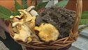 I protagonisti dell'autunno: i funghi