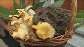I protagonisti dell'autunno: i funghi