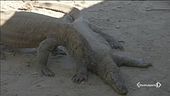 Mille euro per i draghi di Komodo
