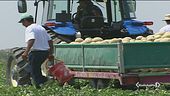 "Lavorate!" E spara sui braccianti
