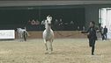 Il campionato mondiale di cavalli arabi