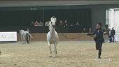 Il campionato mondiale di cavalli arabi