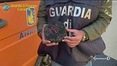 Il business delle "buche d'oro"