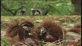 A rischio le castagne italiane