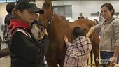 Il cavallo, protagonista della Fiera di Verona